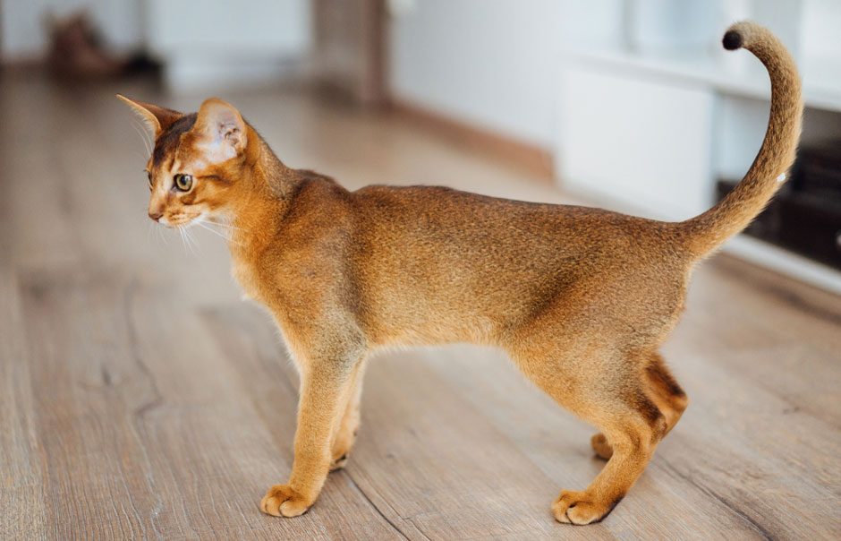 Описание абиссинской кошки: стандарт породы с фото, характер, особенности ухода