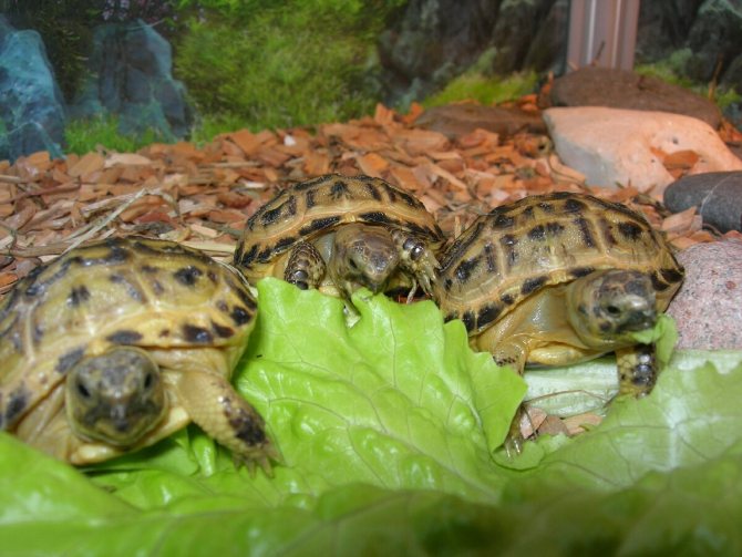 Что едят черепахи в домашних условиях (чем питается, корм): водные и сухопутные, чем кормить зимой, гаммарус, мясо