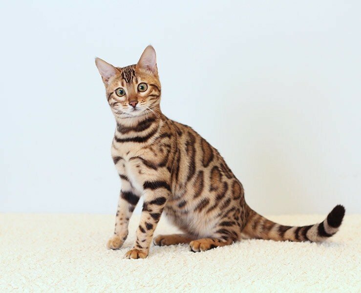 Генетика для чайников: какие бывают окрасы кошек и как они получаются