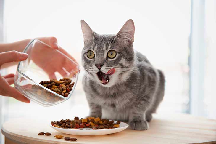 Кот не ест сухой корм: что делать?
