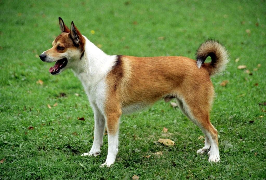 Лундехунд порода собак. описание, особенности, уход и цена лундехунда