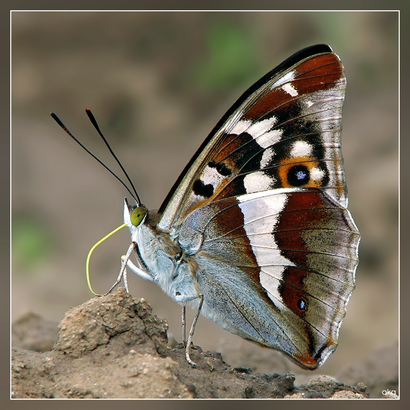 Бабочка переливница — описание, среда обитания, виды