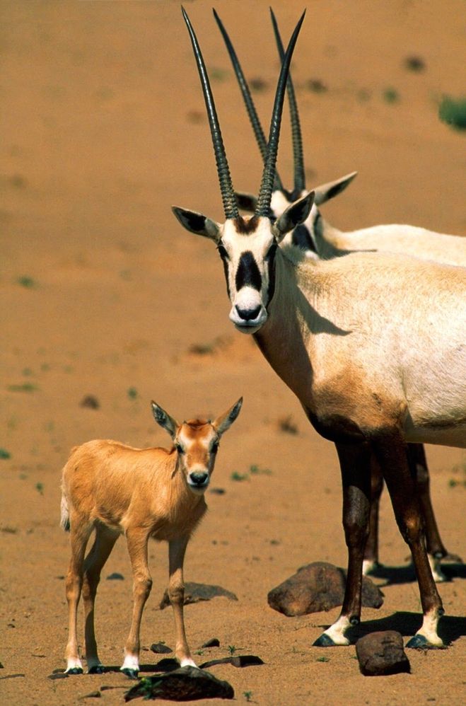 Антилопа саблерогая (oryx dammah): виды, фото