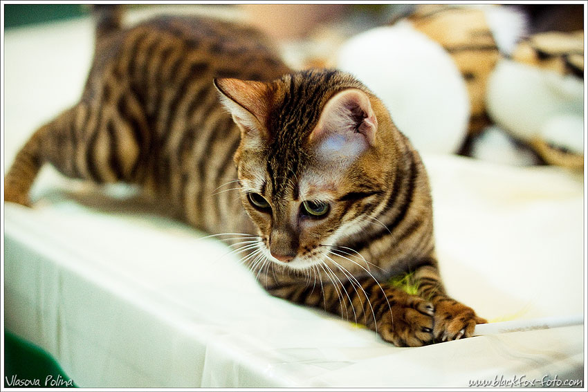 Кошки тойгер, описание, история породы, фото и цена в рублях за котят