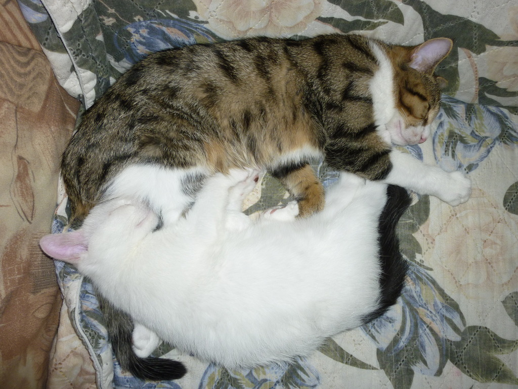 Почему кошки спят с хозяевами: причины такого поведения
почему кошки спят с хозяевами: причины такого поведения