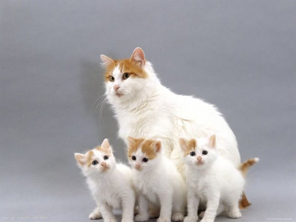 Турецкий ван кошка : содержание дома, фото, купить, видео, цена