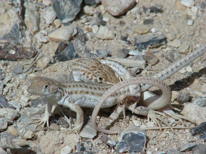 Рептилия геккон: все особенности, виды, где обитают, что едят, как выглядят, повадки