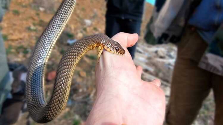 Полоз змея: виды (маисовый, амурский, желтобрюхий), ядовитая или нет, фото и описание