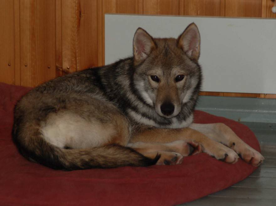 Гриффон кортальса: описание породы собак с фото и видео