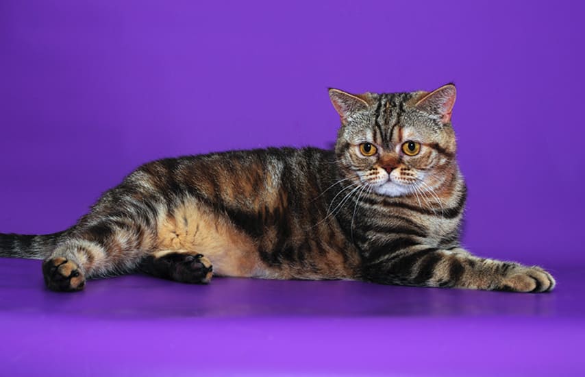 Черепаховая кошка - энциклопедия про кошек и собак