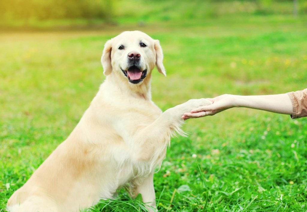 Как научить собаку держать предмет