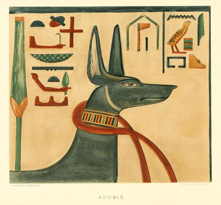 Собака египетских фараонов: особенности содержания породы