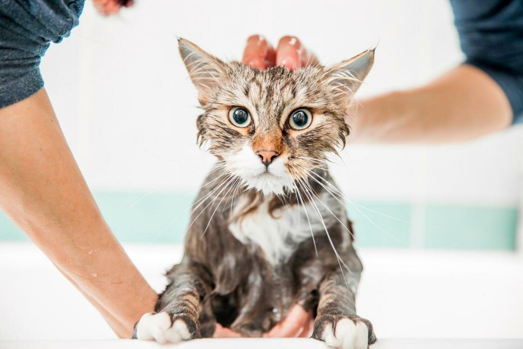 Почему кошки не любят воду и умеют ли они плавать