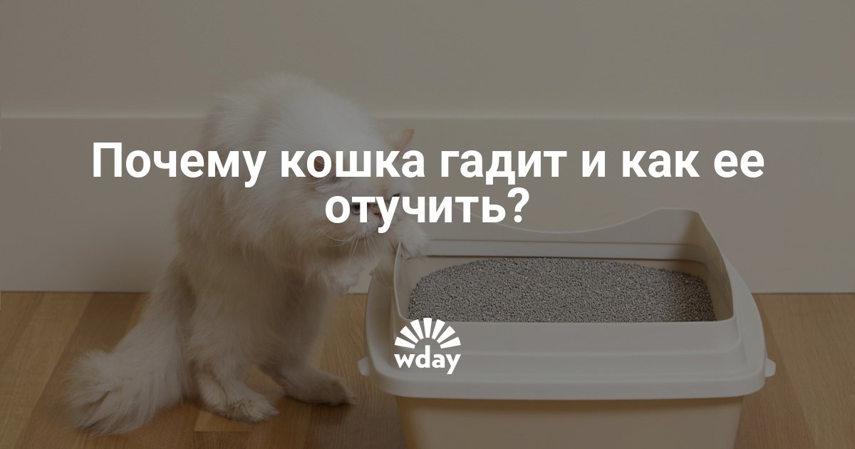 Берем в дом кошку: как приучить животное к лотку? на supersadovnik.ru