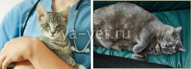 Симптомы лимфомы у кошек | лечение рака лимфоцитов у кошки в нижнем новгороде
