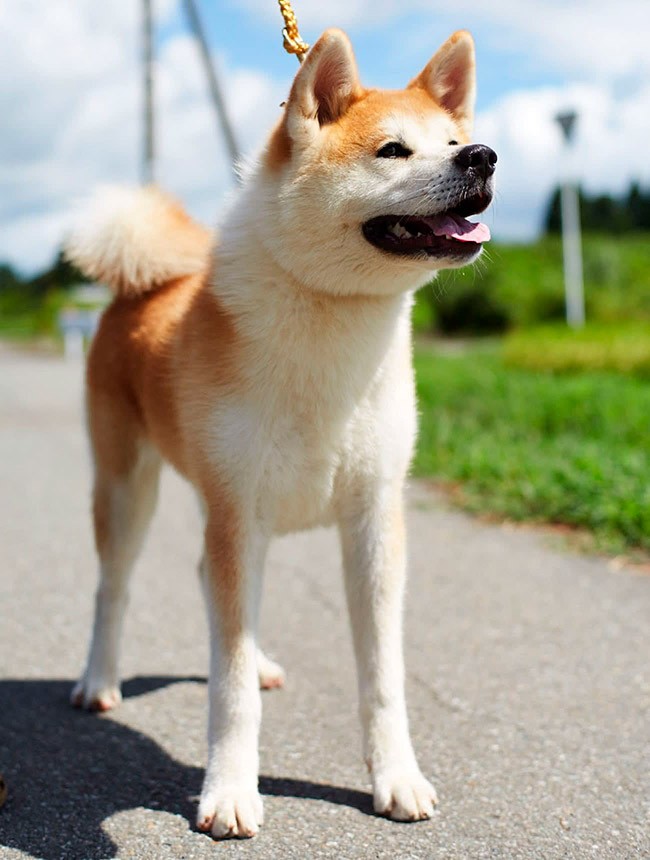 Японские породы собак – pet-mir.ru