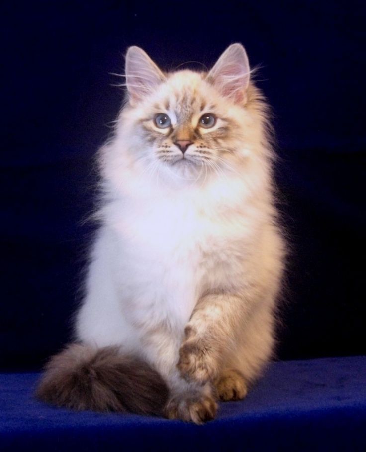 Описание внешности, характера и правил ухода за невской маскарадной породой кошек