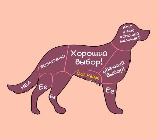 В каком месте кошки любят чтобы их гладили - oozoo.ru