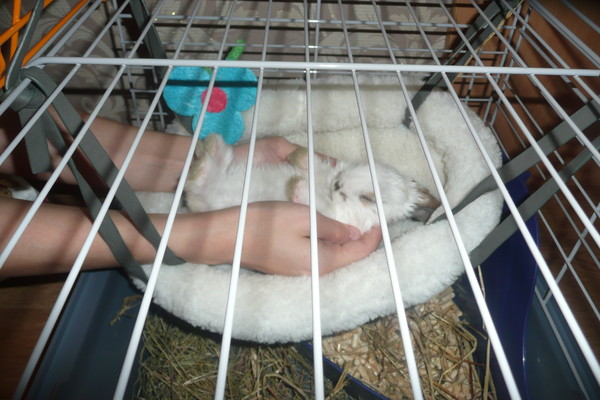 Как приучить кролика к лотку: советы и инструкция, выбор лотка