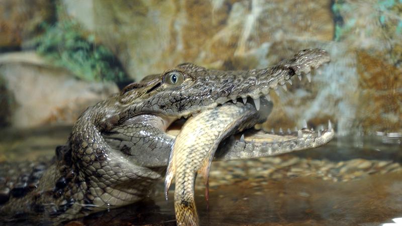 Мясо крокодила - полезные и опасные свойства крокодильего мяса