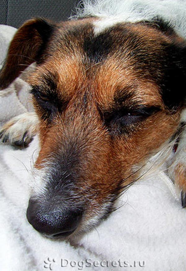 Чумка у собак, причины появления, симптомы и лечение