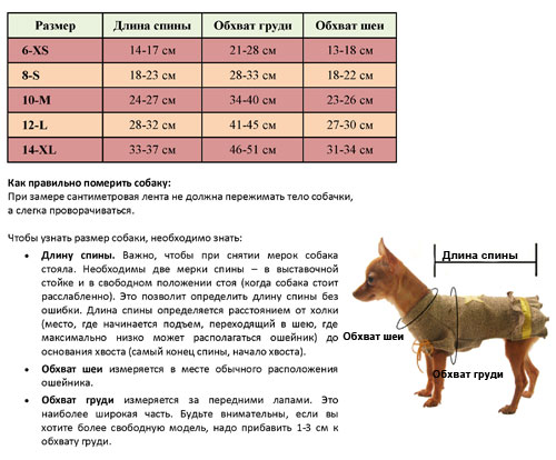 Породы собак для начинающих: топ-5