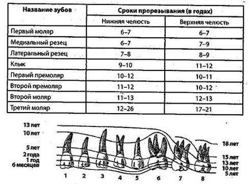Как молочные зубы меняются на постоянные?