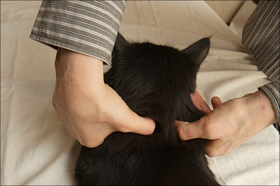 Стерилизация и послеоперационный уход за кошкой - ветеринарная клиника zoohelp