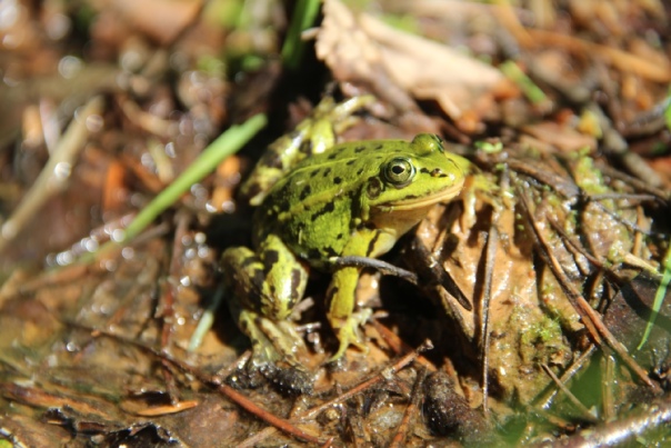 Земляная жаба: описание, среда обитания, сколько живет