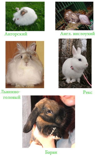 Породы декоративных кроликов: фото, названия и описание | «твой кролик»