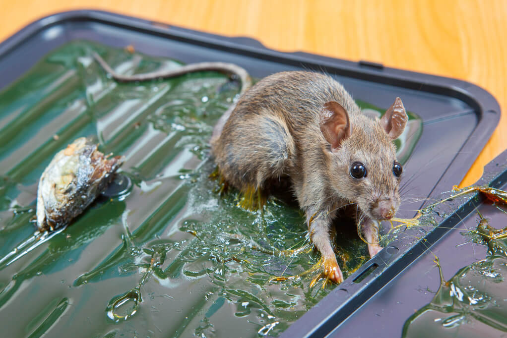 Как избавиться от крыс? их уничтожение без крысоловки. чего они боятся и как их поймать? самые эффективные отравы для частных домов. какие средства использовать в домашних условиях и в сарае?
