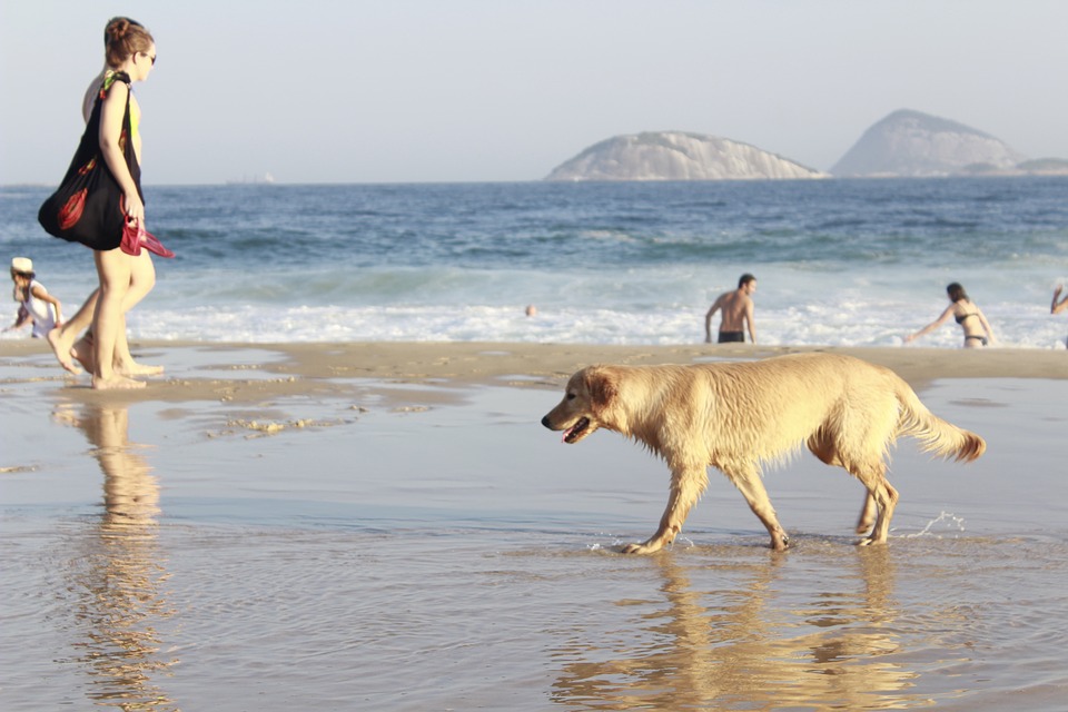 Куда лучше всего поехать отдыхать на море вместе с домашней собачкой