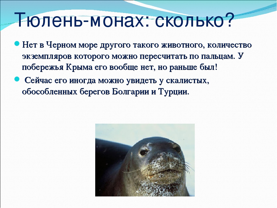 Тюлень-монах, белобрюхий тюлень. ластоногие. monachus monachus, тюлень-монах