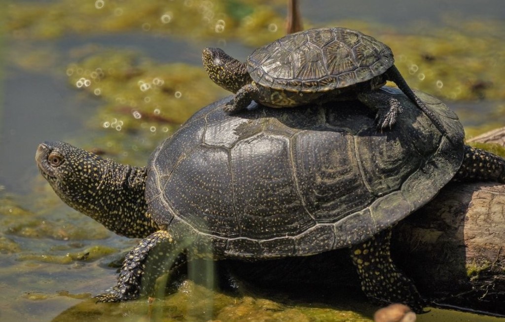 Черепаха рост. Европейская Болотная черепаха. Колхидская Болотная черепаха. Черепашата Болотной черепахи. Европейская болотистая черепаха.