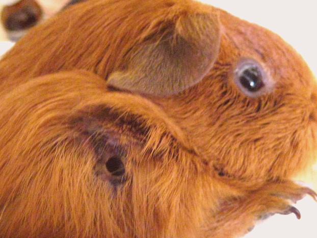 Причины, диагностика и лечение грибка у морских свинок | блог ветклиники "беланта"