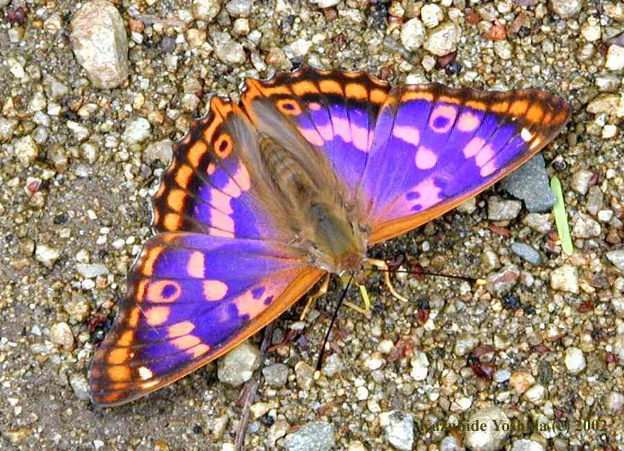 Бабочка переливница - описание, среда обитания, виды