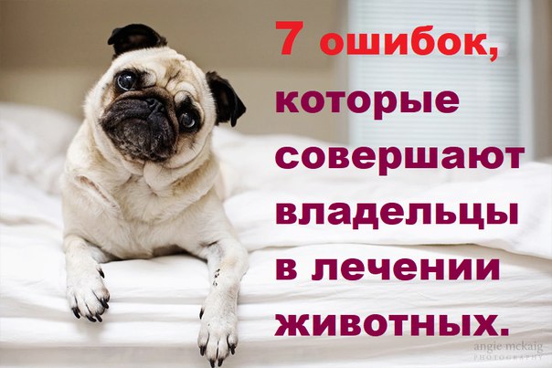 7 способностей бездомных кошек, которые помогают им выживать - gafki.ru