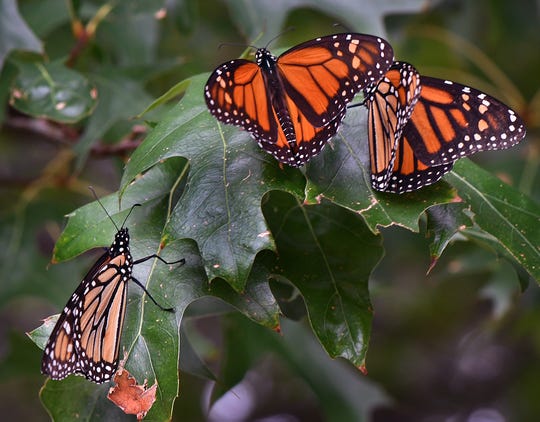 Бабочка монарх | мир чудес