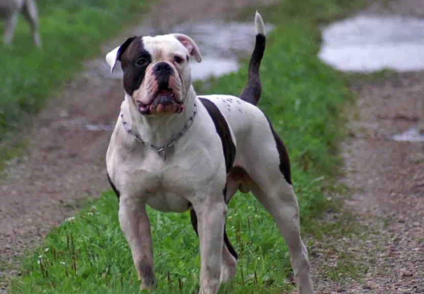 Порода собак американский бульдог: обзор, фото, размеры, окрас, повадки и характер, внешний вид, размеры, содеражние