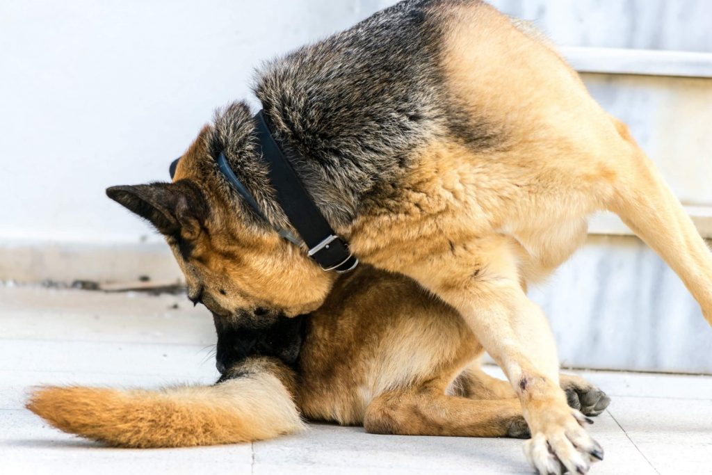 У собаки судороги и пена изо рта - что делать хозяину?