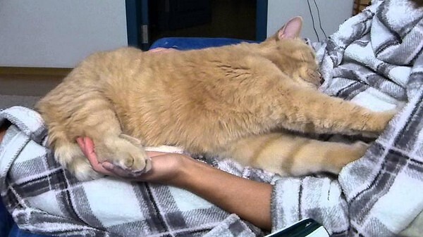 Почему кошки любят спать на людях: секреты взаимосвязи котов и человека
