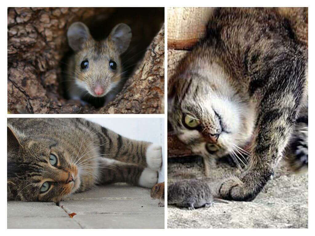 Крысолов порода кошек фото