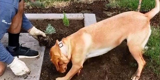 Как отучить собаку копать ямы во дворе: 12 простых решений