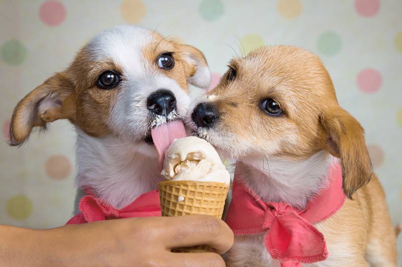 Можно ли собаке давать сладкое: опасности, влияние шоколада, отравление