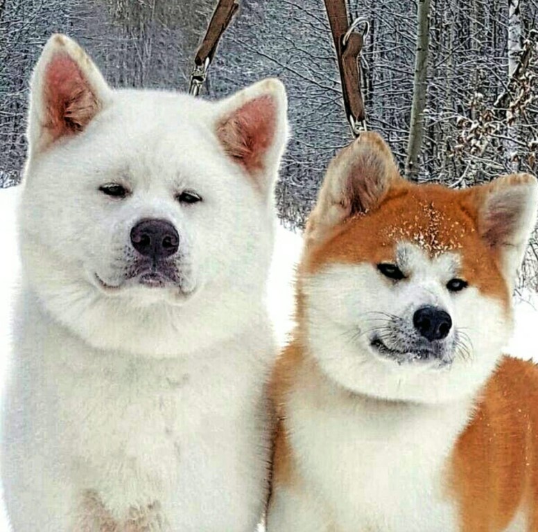 Японские породы собак