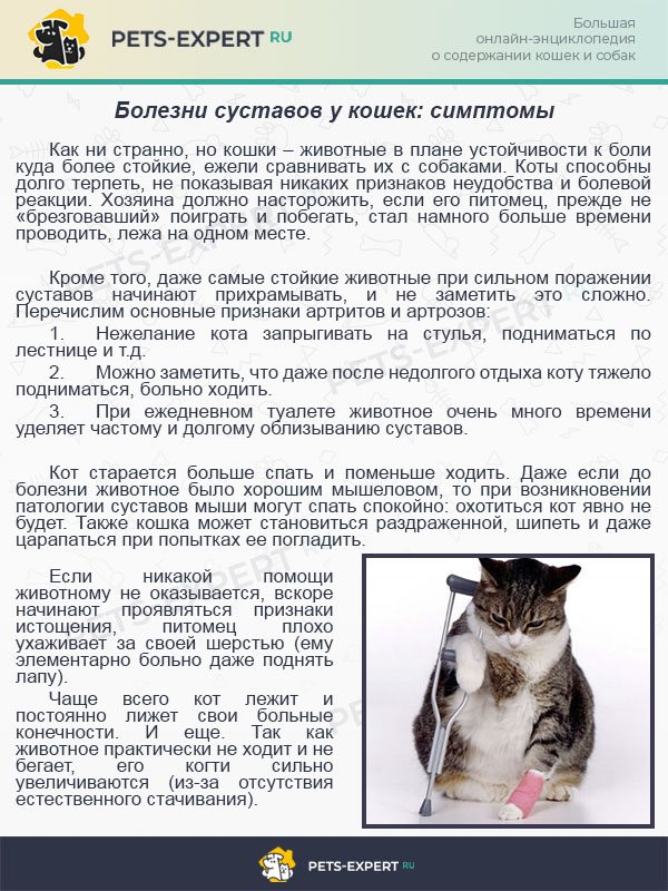 Атаксия у кошек: описание болезни, симптомы, диагностика, лечение, профилактика
