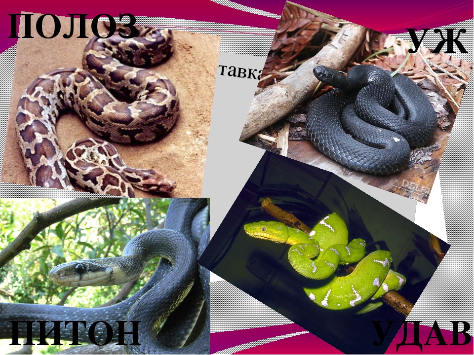 ???? 14 видов боа и питонов: удивительные сжимающие змеи - 2021