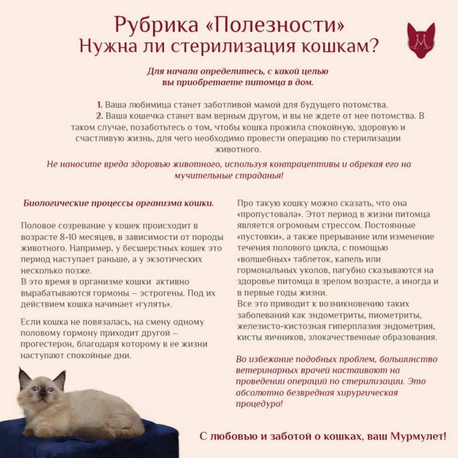 Старение кошки: признаки, чем кормить и как ухаживать | hill's pet