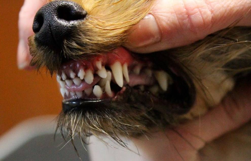 Зубами по шерсти. Ножницеобразный прикус у собак. Стаффордширский терьер прикус.