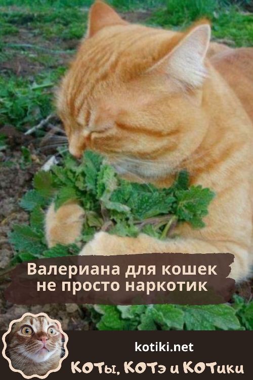 Чем привлекательна валерьянка для кошек: польза и вред «успокаивающей» травы